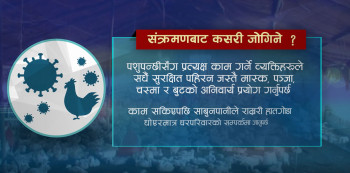 बर्डफ्लु संक्रमण फैलँदै : मानिसमा जोखिम कति ?