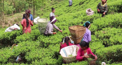 भारतीय कडाइले संकटमा नेपाली चिया, बन्द हुने जोखिममा उद्योग