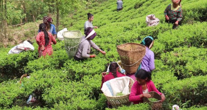 भारतीय कडाइले संकटमा नेपाली चिया, बन्द हुने जोखिममा उद्योग