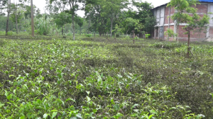 लुपर क्याटरपिलरले सखाप पार्दै झापाको चिया बगान, किसान चिन्तित