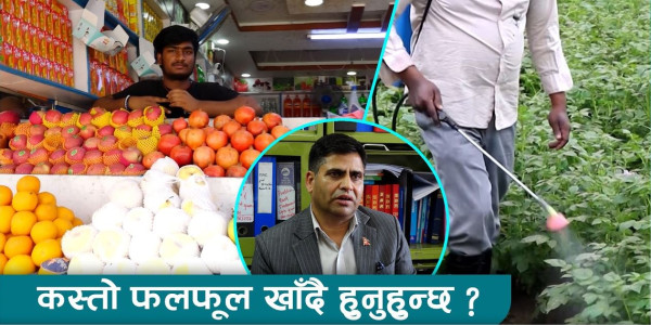 बजारका फलफूल कति सुरक्षित ?