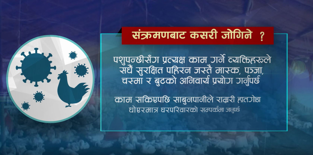 बर्डफ्लु संक्रमण फैलँदै : मानिसमा जोखिम कति ?