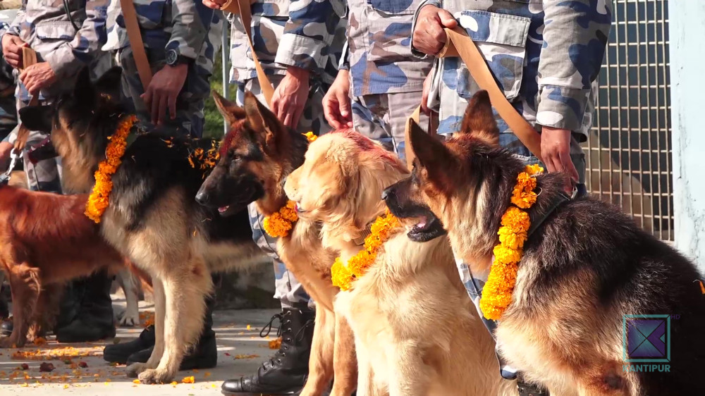 सशस्त्र प्रहरी बल मुख्यालयमा कुकुर तिहार (तस्बिरहरू)