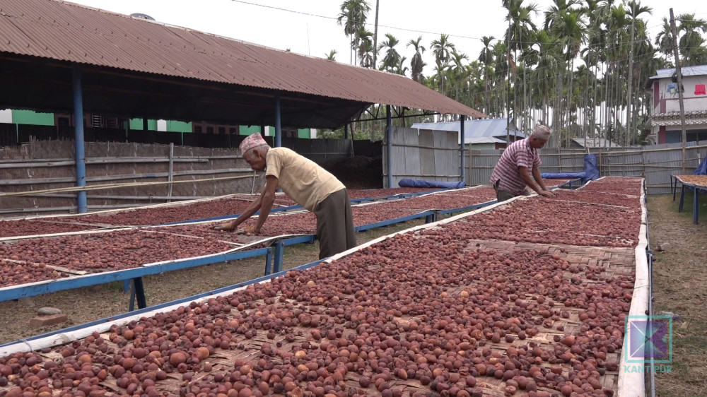 सुरु भयो सुपारी सिजन, उत्पादन र मूल्य बढ्दा किसान उत्साही