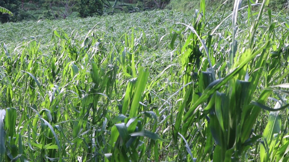 असिना पानीले सल्यानको मकै बालीमा क्षति