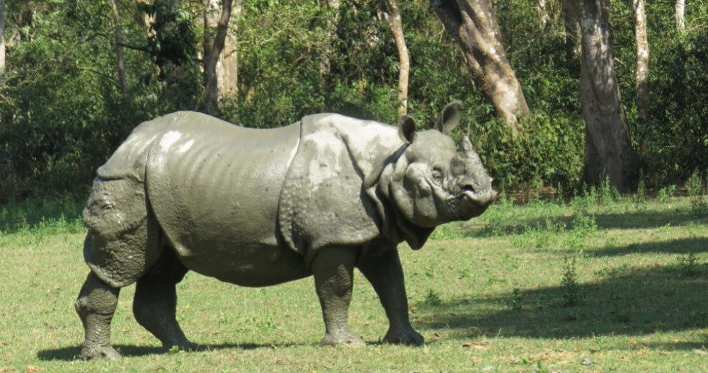 चितवनमा गैंडाको आक्रमणबाट एकजनाको मृत्यु