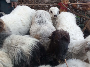 मुगुमा अज्ञात रोगले झण्डै २ सय धेरै भेडाबाख्रा मरे