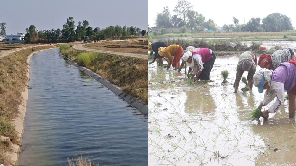 सिँचाइ पुगेपछि बाँकेका किसान धमाधम धान रोप्दै