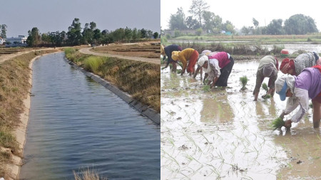 सिँचाइ पुगेपछि बाँकेका किसान धमाधम धान रोप्दै