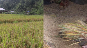 दाङमा चैते धान भित्र्याउने र वर्षे रोपाइँ गर्ने चटारो