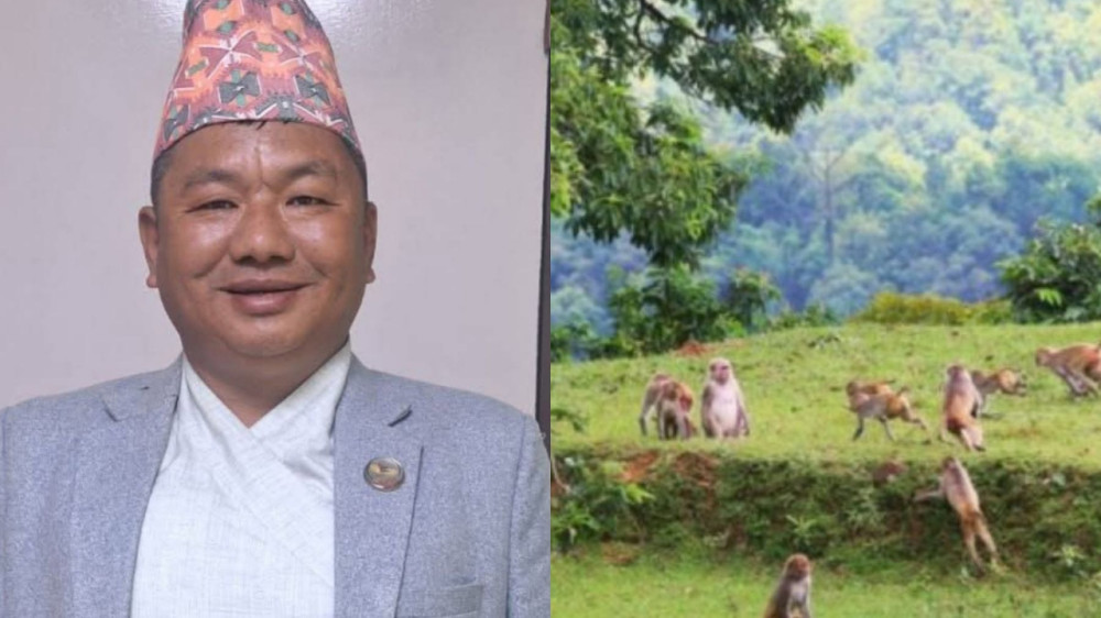 ‘६ सय बाँदर मारेँ’ भनेका सांसद राई कानुनी उल्झनमा