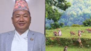 ‘६ सय बाँदर मारेँ’ भनेका सांसद राई कानुनी उल्झनमा