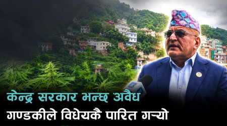 गण्डकीमा गाँजा खेतीको कानुनी बाटो खुल्यो, अब कसरी हुनेछ सञ्चालन ?