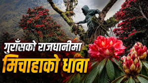 दुर्लभ गुराँस जोगाउन संरक्षण अभियान