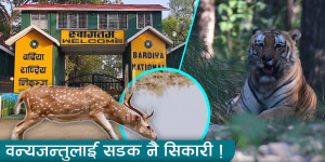 चोरी शिकारी शून्य, तर दुर्घटना र कुकुरको आक्रमणले बढायो जोखिम