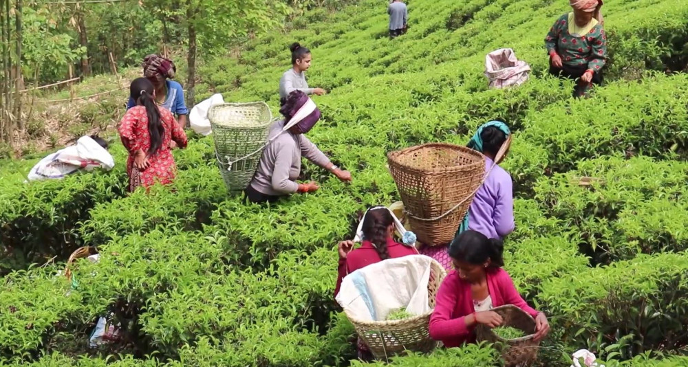 भारतीय कडाइले संकटमा नेपाली चिया, बन्द हुने जोखिममा उद्योग