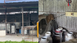 २२ लाखभन्दा बढी बक्यौता नतिरी डेरी सञ्चालक फरार, झापाका दुईसय किसान मारमा