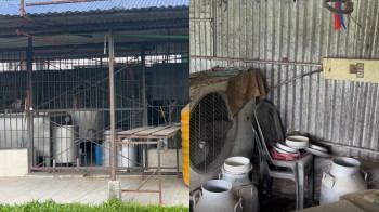 २२ लाखभन्दा बढी बक्यौता नतिरी डेरी सञ्चालक फरार, झापाका दुईसय किसान मारमा